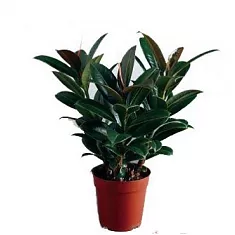 Фикус Эластика (каучуконосный) Мэлани - Ficus elastica Melany D21 H80