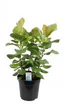 Фикус Бенгальский Саншайн D27 H85