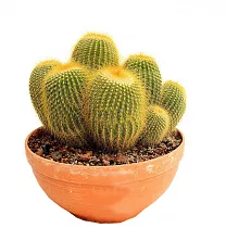 Нотокактус - Notocactus ottonis D23 H30
