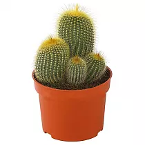 Нотокактус - Notocactus ottonis D15 H25