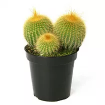 Нотокактус - Notocactus ottonis D12 H15