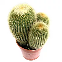 Нотокактус - Notocactus ottonis D17 H30