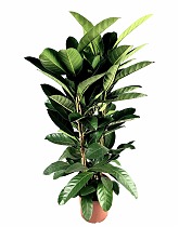 Фикус Бенгальский Рой - Ficus benghalensis Roy D30 H130