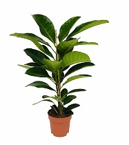 Фикус Бенгальский Рой - Ficus benghalensis Roy D21 H90