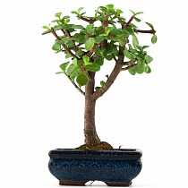 Бонсай Красула (денежное дерево) - Bonsai Crassula D10 H20