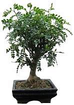 Бонсай Перечное дерево (Шинус) - Bonsai Schinus D20 H25