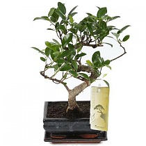 Бонсай Фикус Ретуза - Bonsai Ficus retusa D15 H20