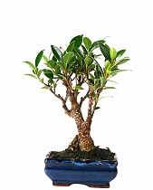 Бонсай Фикус Ретуза - Bonsai Ficus retusa D10 H20