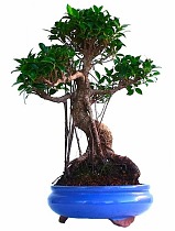 Бонсай Фикус Ретуза - Bonsai Ficus retusa D35 H55