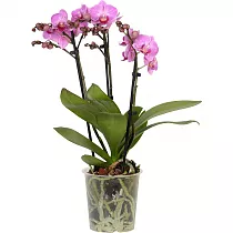 Фаленопсис 3 цветоноса - Phalaenopsis Bro Red King D12 H60