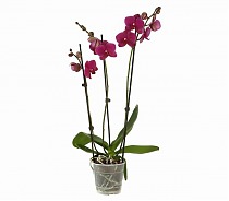 Фаленопсис 3 цветоноса - Phalaenopsis Sogo Rose ‘Lee’ D12 H50