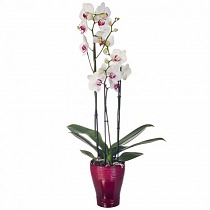 Фаленопсис 3 цветоноса - Phalaenopsis Queen of Hearts D12 H50