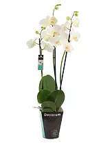 Фаленопсис 3 цветоноса - Phalaenopsis Cool Breeze D12 H60