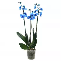 Фаленопсис 3 цветоноса крашенный - Phalaenopsis D12 H50