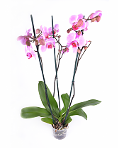 Фаленопсис 3 цветоноса - Phalaenopsis Lamu D12 H50