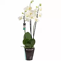 Фаленопсис 3 цветоноса - Phalaenopsis Burgundy Champagne D12 H60