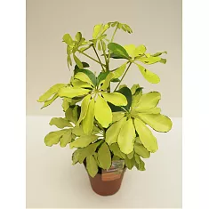 Шеффлера Шарлотта - Schefflera Charlotte D12 H40