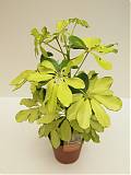 Шеффлера Шарлотта - Schefflera Charlotte D12 H40