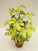 Шеффлера Шарлотта - Schefflera Charlotte D12 H40