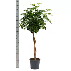 Шеффлера арборикола - Schef arboricola Luseana braided D35 H180