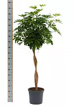 Шеффлера арборикола - Schef arboricola Luseana braided D35 H180