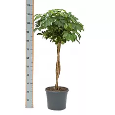 Шеффлера арборикола - Schef arboricola Luseana braided D25 H110