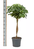 Шеффлера арборикола - Schef arboricola Luseana braided D25 H110