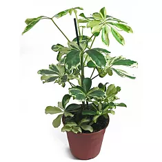 Шеффлера Шарлотта - Schefflera Charlotte D12 H50
