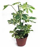 Шеффлера Шарлотта - Schefflera Charlotte D12 H50