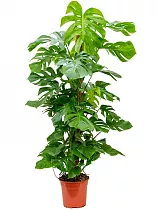 Монстера пертусум, привлекательная - Monstera Pertusum Mosspole D35 H200