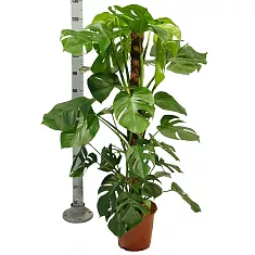 Монстера пертусум, привлекательная -  Monstera Pertusum Mosspole  D24 H120