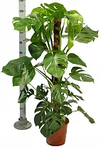 Монстера пертусум, привлекательная -  Monstera Pertusum Mosspole  D24 H120