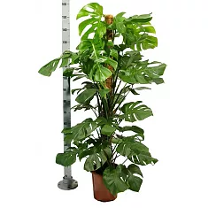 Монстера пертусум, привлекательная - Monstera Pertusum Mosspole D27 H160
