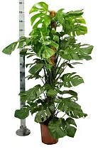 Монстера пертусум, привлекательная - Monstera Pertusum Mosspole D27 H160