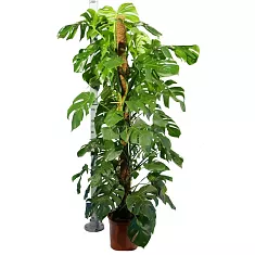Монстера пертусум, привлекательная - Monstera Pertusum Mosspole D24 H140