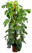 Монстера пертусум, привлекательная - Monstera Pertusum Mosspole D24 H140