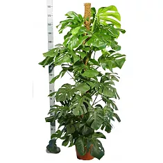 Монстера пертусум, привлекательная - Monstera Pertusum Mosspole D32 H180