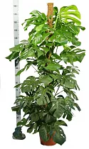 Монстера пертусум, привлекательная - Monstera Pertusum Mosspole D32 H180