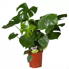 Монстера деликатесная, привлекательная — Моnstera deliciosa D21 H80