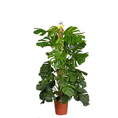 Монстера привлекательная Моссполе - Monstera Pertusum Mosspole D27 H135