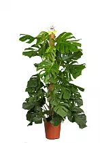 Монстера привлекательная Моссполе - Monstera Pertusum Mosspole D27 H135