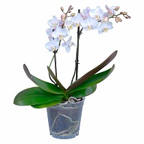 Фаленопсис мини 1 цветонос - Phalaenopsis  multiflora  D9 H15