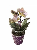 Фаленопсис Мини Арома 2 цветоноса Сэншн - Phalaenopsis Scention D12 H20