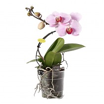 Фаленопсис мини 1 цветонос - Phalaenopsis Jiaho’s Pink Girl D9 H20