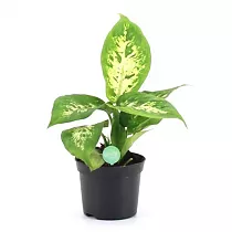 Диффенбахия Компакта - Dieffenbachia compacta D10 H20