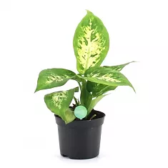 Диффенбахия Компакта - Dieffenbachia compacta D10 H20