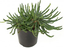 Эуфорбия фланагани - Euphorbia flanaganii D19 H20