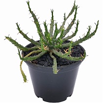 Эуфорбия фланагани - Euphorbia flanaganii D15 H20