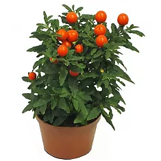 Соланум Паслен ложноперечный - Solanum D12 H30