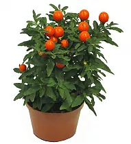 Соланум Паслен ложноперечный - Solanum D12 H30